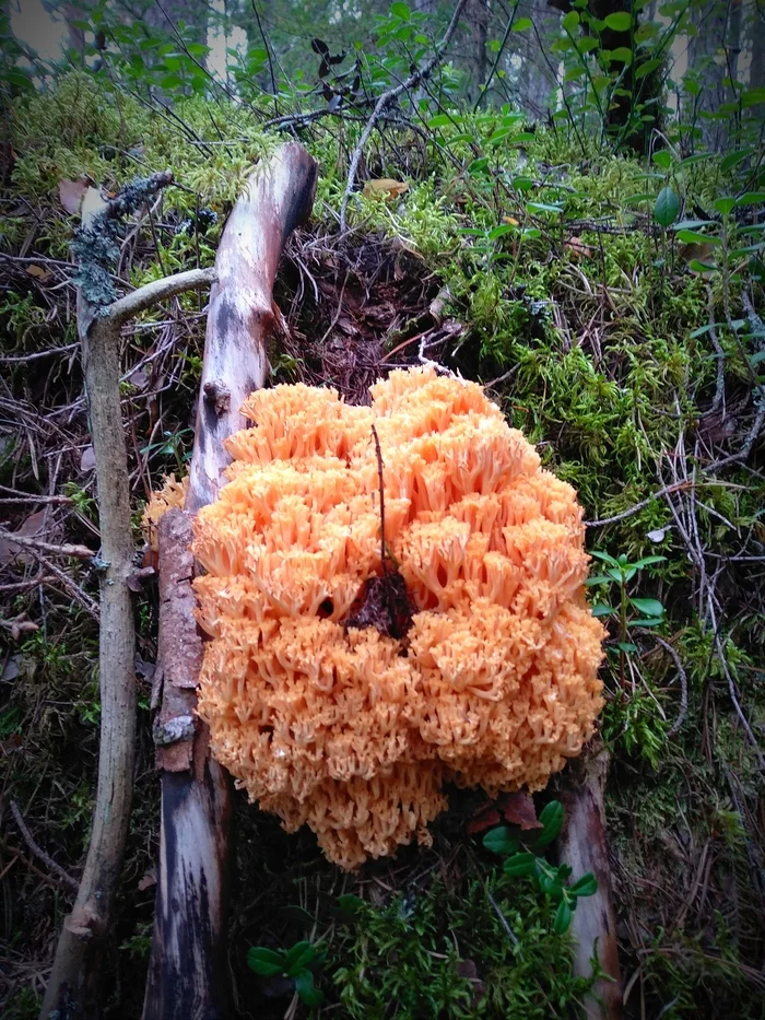 Mushrooms, they are so... - My, beauty, Nature, The photo, Emotions, Russia, Mushrooms, Forest, Autumn