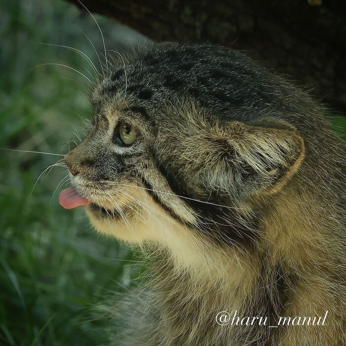 Teasing - Wild animals, Predatory animals, Cat family, Pallas' cat, Zoo, Small cats, The photo