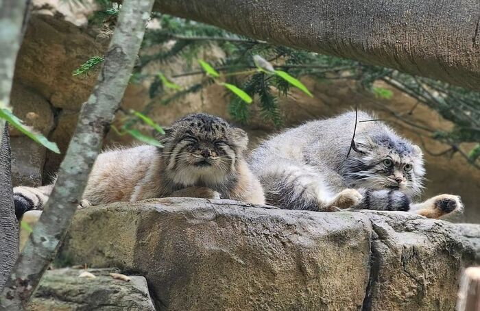 I take photos as best I can - Predatory animals, Wild animals, Cat family, Pallas' cat, Zoo, Small cats, The photo