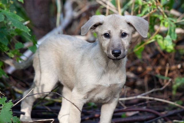 Saransk and other cities: Wonderful little female puppies in good hands - Homeless animals, In good hands, Overexposure, Volunteering, Puppies, Mordovia, Saransk, Is free, No rating, Longpost, Dog