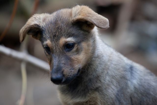 Saransk and other cities: Wonderful little female puppies in good hands - Homeless animals, In good hands, Overexposure, Volunteering, Puppies, Mordovia, Saransk, Is free, No rating, Longpost, Dog