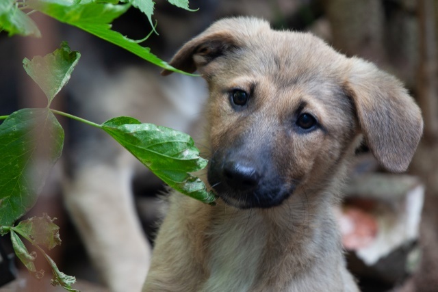 Saransk and other cities: Wonderful little female puppies in good hands - Homeless animals, In good hands, Overexposure, Volunteering, Puppies, Mordovia, Saransk, Is free, No rating, Longpost, Dog