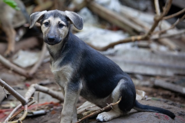 Saransk and other cities: Wonderful little female puppies in good hands - Homeless animals, In good hands, Overexposure, Volunteering, Puppies, Mordovia, Saransk, Is free, No rating, Longpost, Dog