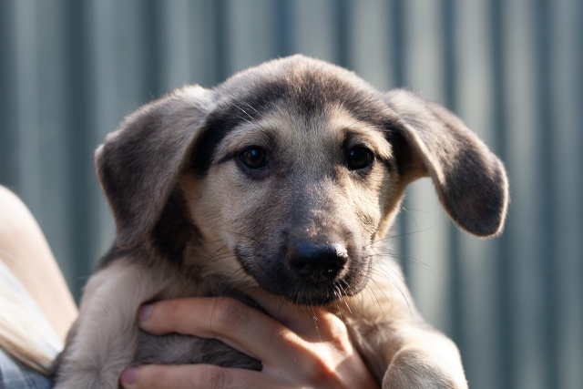 Saransk and other cities: Wonderful little female puppies in good hands - Homeless animals, In good hands, Overexposure, Volunteering, Puppies, Mordovia, Saransk, Is free, No rating, Longpost, Dog