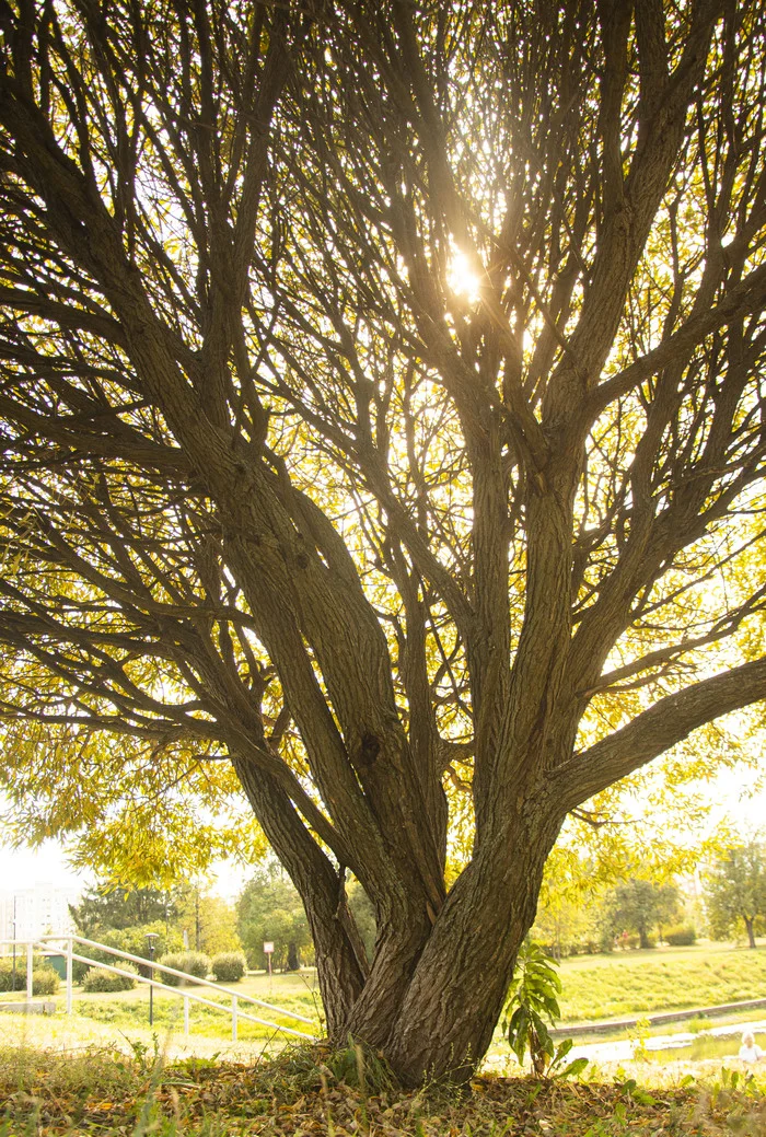 Autumn in South Butovo - Mood, Autumn, The photo, The park, Butovo, Heat, Longpost