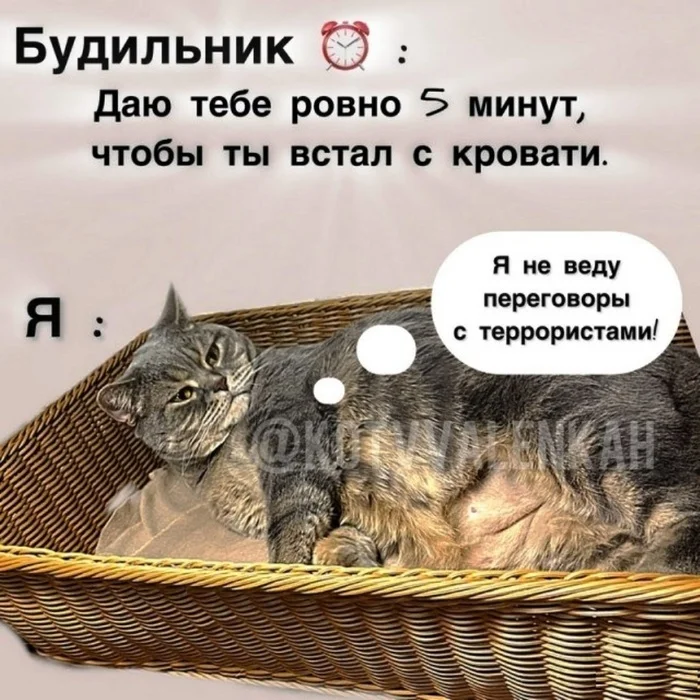 Strong character - Humor, cat, Irony, Picture with text, Expectation and reality, Alarm