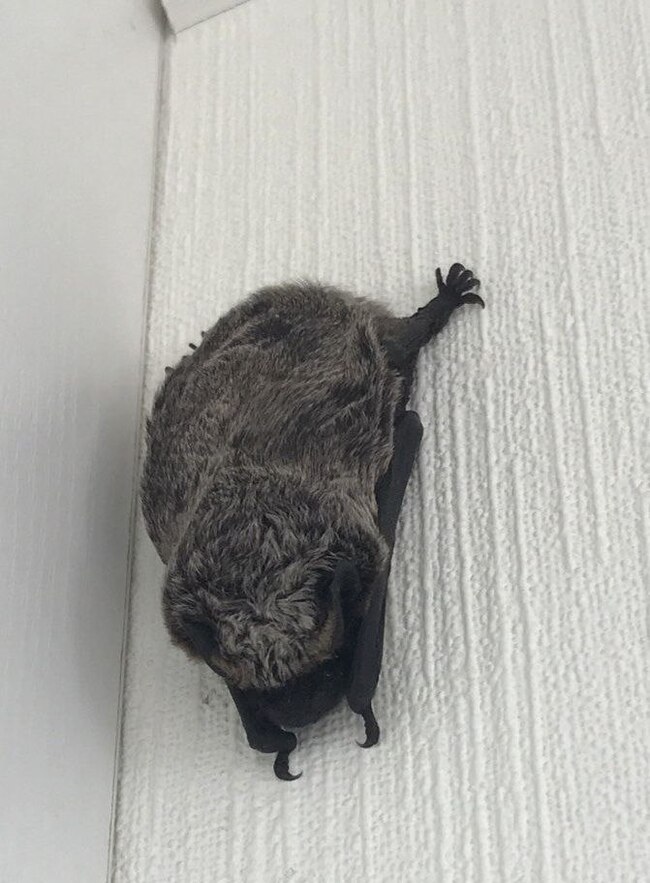 A plump horror flew on the wings of the night to an apartment on Taganka - My, Milota, Moscow, Night, Bat, Video, Vertical video, Longpost