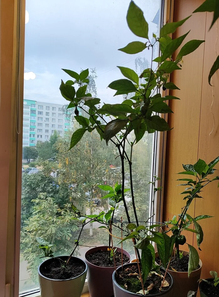 Help me identify what kind of pepper has grown - My, Hot peppers, Pepper, Longpost