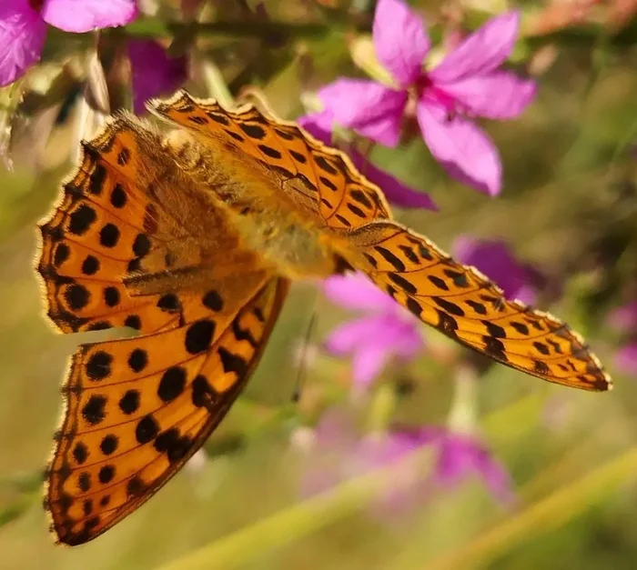 Ordinary but extraordinary - My, Butterfly, Lepidopterology, Nacre, Entomology, Insects, Informative, Nature, Video, Vertical video, Longpost