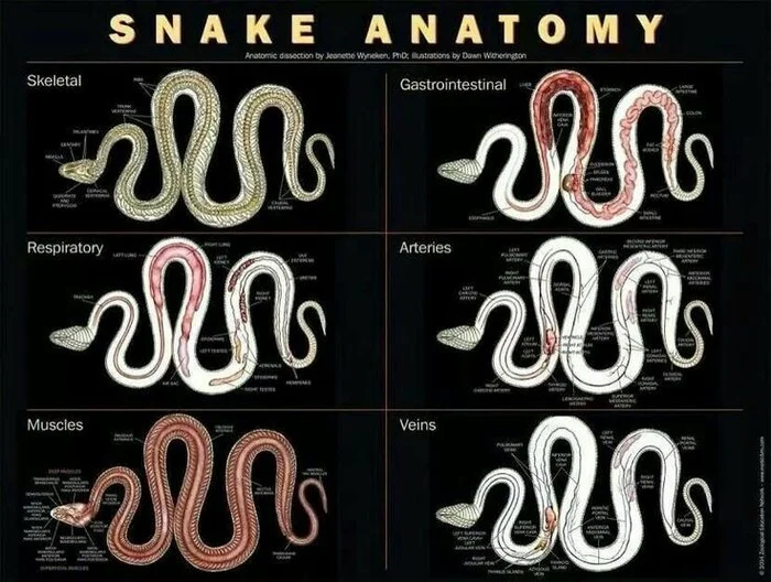 The life of a snake and the death of a person. How dangerous is it to keep non-venomous snakes and how to protect yourself? - My, Exotic animals, VKontakte (link), Terrariumistics, In contact with, Snake bite, Snake, Reptiles, Longpost