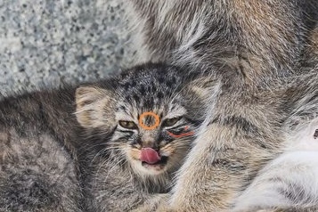 Learning to distinguish moose calves - Pallas' cat, Small cats, Cat family, Wild animals, Predatory animals, Young, The photo, Zoo, Instagram (link)