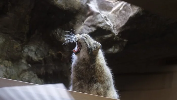 Rrrraaaarrrrr!! - Wild animals, Zoo, Predatory animals, Cat family, Pallas' cat, Small cats