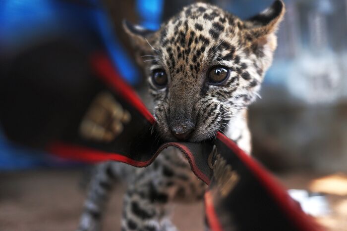 Panthera onca,     