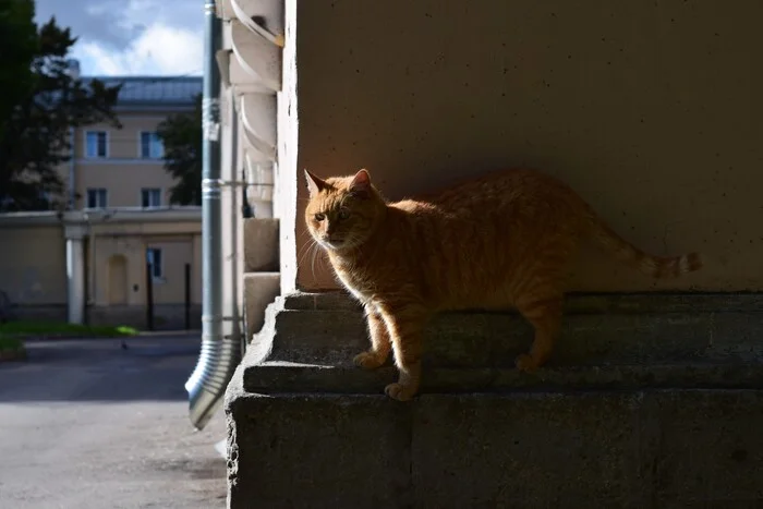 Мимикрировал - Моё, Кот, Семейство кошачьих, Мимикрия, Прятки, Пушистые, Фотография, Фотоохота, Санкт-Петербург, Красногвардейский район