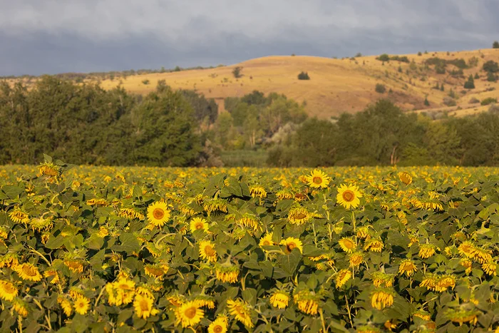 Remembering August - My, Sunflower, Sunflower, Field, Rostov region, Landscape, The photo