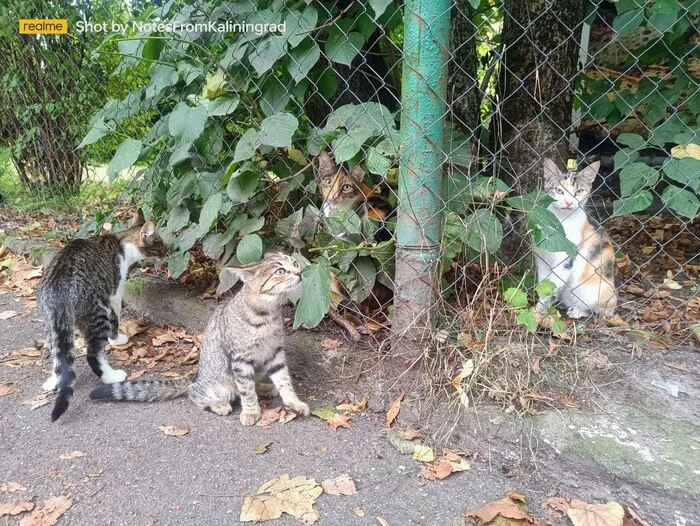 City beauties - My, cat, Kaliningrad, City walk, Fluffy, Pet the cat, Kaliningrad region, Street photography, The photo, Longpost