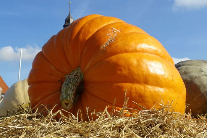 Big pumpkin - Pumpkin, Record, Harvest