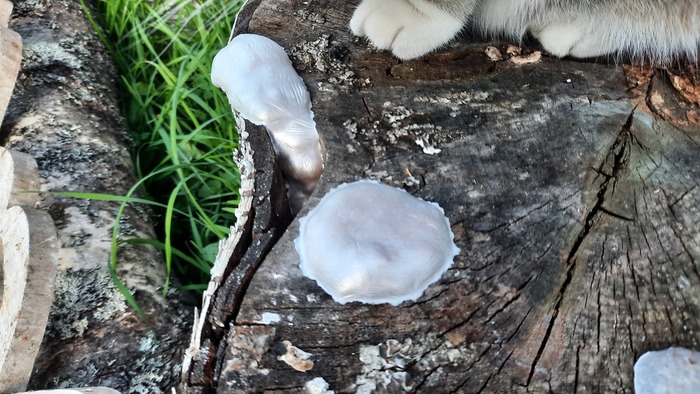 ��� �� ����������?