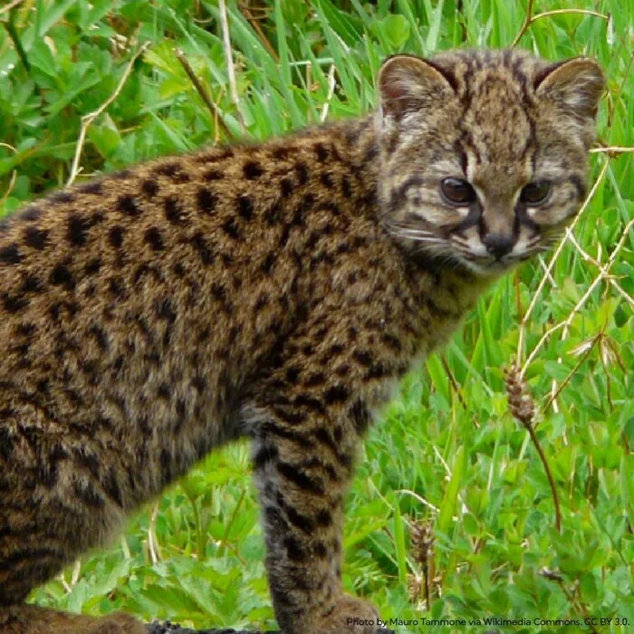 Chilean cat - Chilean cat, Codecode, Small cats, Cat family, Predatory animals, Wild animals, wildlife, South America, The photo