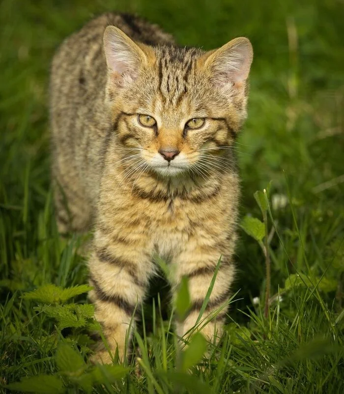 Лесные кошки - Лесной кот, Малые кошки, Семейство кошачьих, Хищные животные, Дикие животные, Зоопарк, Фотография, Длиннопост