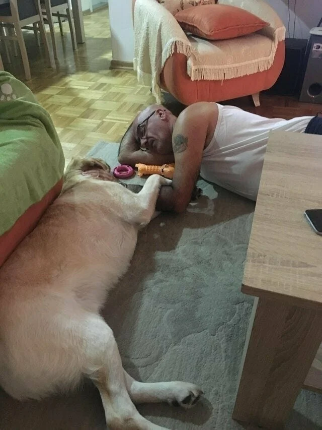 From no dog to okay, but he can't go on the couch to I'll lie on the floor too so he won't be lonely - Humor, The photo, Animals, Dog, Pets