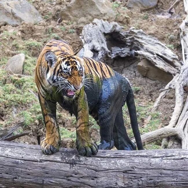 The pool needs to be cleaned! - Bengal tiger, Tiger, Big cats, Cat family, Predatory animals, Wild animals, wildlife, National park, India, The photo, Dirt