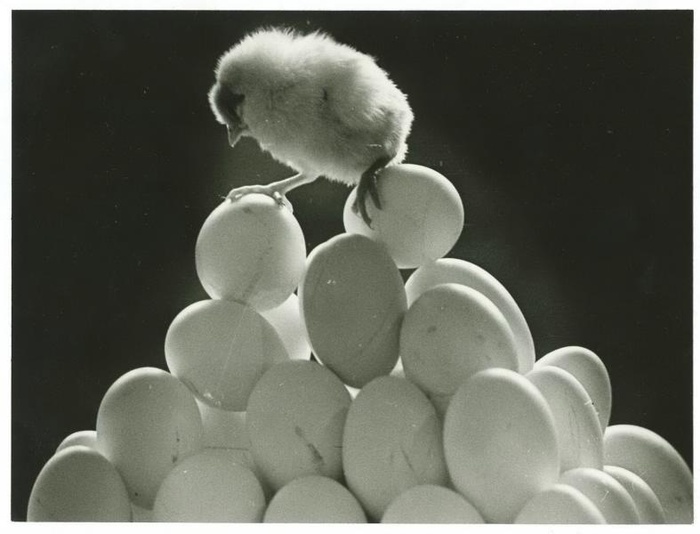 Новорожденный. 1960-е.