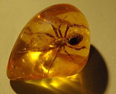 8 facts about amber - My, Kaliningrad region, Amber, Local history, Zelenogradsk, Baltic Sea, Longpost