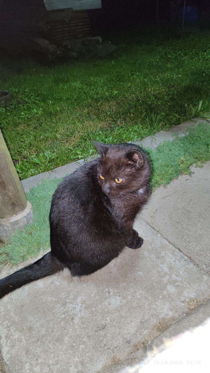 Котяра полудикий. На руки никак не даётся - сразу превращается в такой комок мышц килограммов на 5-7 и трансгрессирует метра на два от человека.