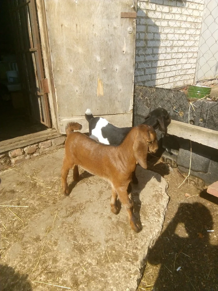 My new kids - My, Life stories, Village, Family, Goat breeding, Сельское хозяйство, Village, Everyday life, Kid, Nubian goats, Exchange, Practicality, Situation, beauty, Longpost