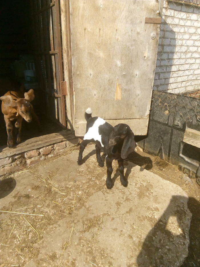 А это козочка! Роги будут! А ухи-то какие! Прямо шелковые ухи!