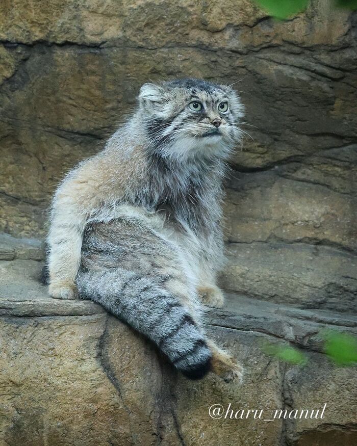 And elegantly hanging his paw - Wild animals, Predatory animals, Cat family, Pallas' cat, Zoo, Small cats, The photo