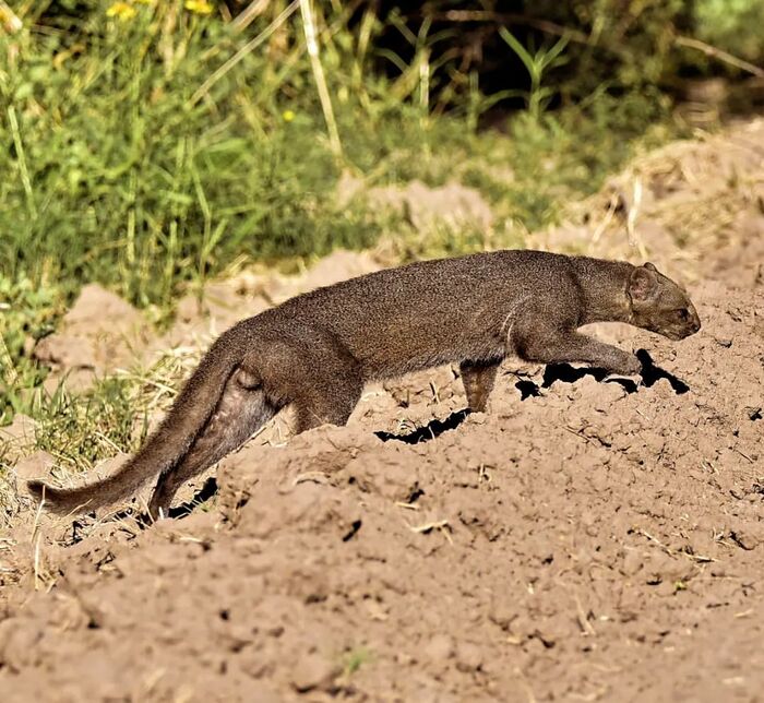 Jaguarundi - Jaguarundi, Small cats, Cat family, Predatory animals, Wild animals, wildlife, South America, The photo, Longpost