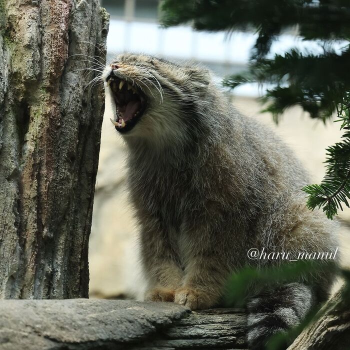 He sits and screams. - Predatory animals, Wild animals, Cat family, Pallas' cat, Zoo, Small cats, The photo