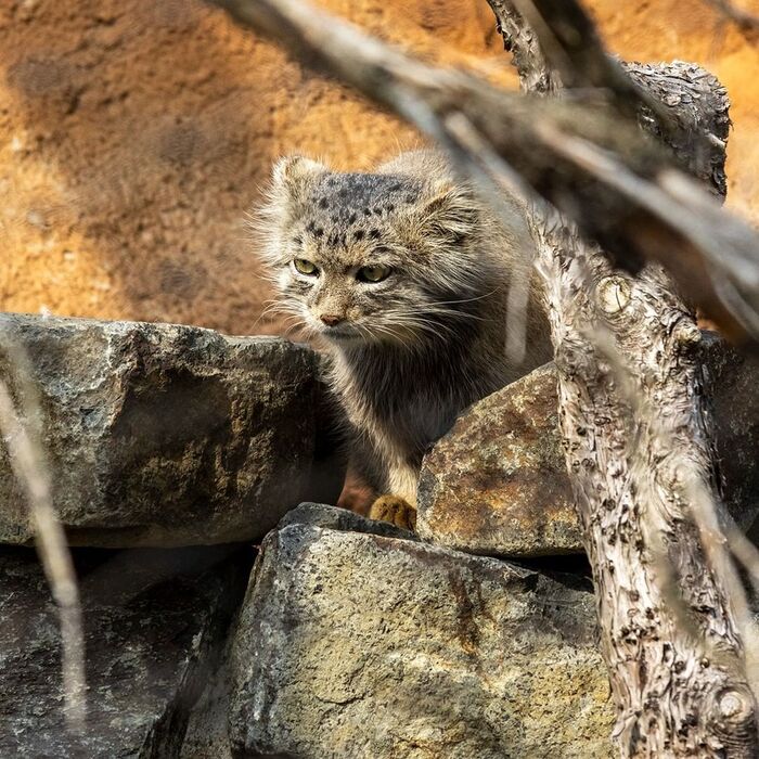 Handsome Spa - Predatory animals, Wild animals, Cat family, Zoo, Pallas' cat, Small cats, The photo, Longpost