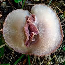 Mushroom season. MUSHROOMS!!! - My, Mushrooms, House, Garden, Humor, Bloom, Forest, Mushroom pickers, Black humor, Toilet humor, Village, Village, Autumn, Weekend, Mat, The photo, Pareidolia