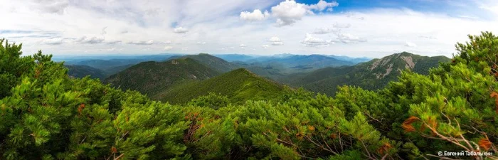 Today is Forest Workers Day! - Forest, Holidays, Protection of Nature, The photo, beauty, wildlife, Telegram (link), Longpost