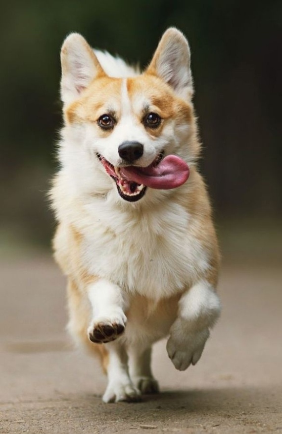 Делимся фото своих собак в комментариях