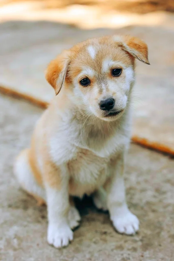 Little puppy Irisochka is looking for a home - Puppies, Overexposure, Homeless animals, Dog lovers, Shelter, In good hands, Volunteering, Moscow, Moscow region, Vidnoe, Charity, Kindness, Longpost, Dog