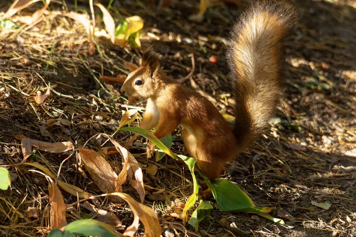 It's quiet in the Shchelkovo forest, but the acorn needs to be hidden - My, Photo hunting, The nature of Russia, Forest, Squirrel, In the animal world, Nature, Autumn, wildlife