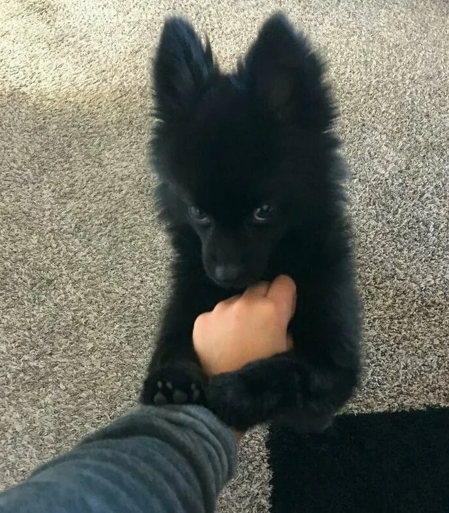 My dog ??loves to hug my hand - The photo, Animals, Dog, Pets