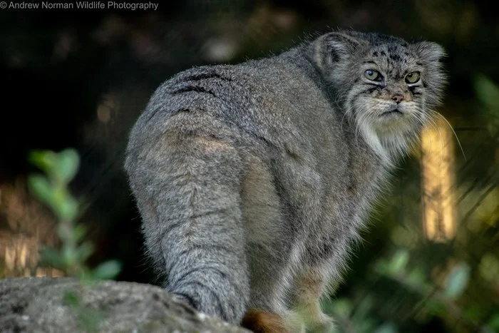 He turned around to look. - Wild animals, Predatory animals, Cat family, Pallas' cat, Small cats, The photo, Zoo, Facebook (link)