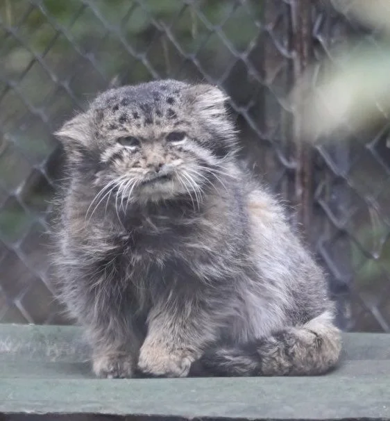 CheerfulMondaymorning... - Wild animals, Zoo, Predatory animals, Cat family, Pallas' cat, Small cats, Old age