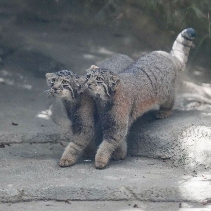 Мы с Тамарой ходим парой