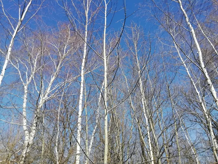 Trees and sky) - My, The photo, Mobile photography, Nature, The nature of Russia, Tree, Sky, beauty