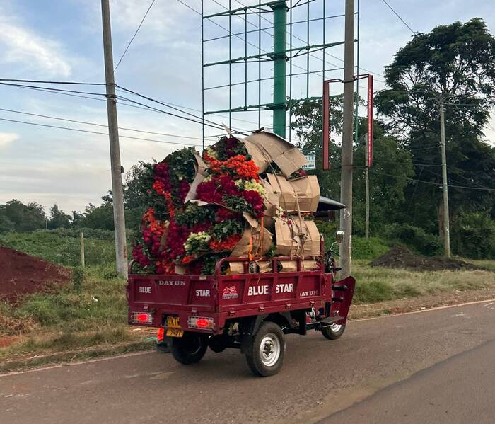 A Million Scarlet Roses - The photo, the Rose, Million Scarlet Roses (song), Kenya, Ant (scooter)