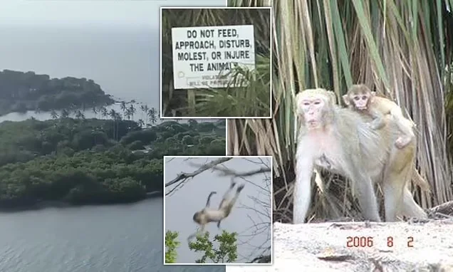 How the US Created a Secret Island Filled with Monkeys for Experiments - Monkey, Island, USA, Animals, Wild animals, Yandex Zen, Yandex Zen (link), Longpost