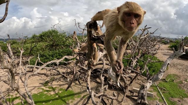 How the US Created a Secret Island Filled with Monkeys for Experiments - Monkey, Island, USA, Animals, Wild animals, Yandex Zen, Yandex Zen (link), Longpost