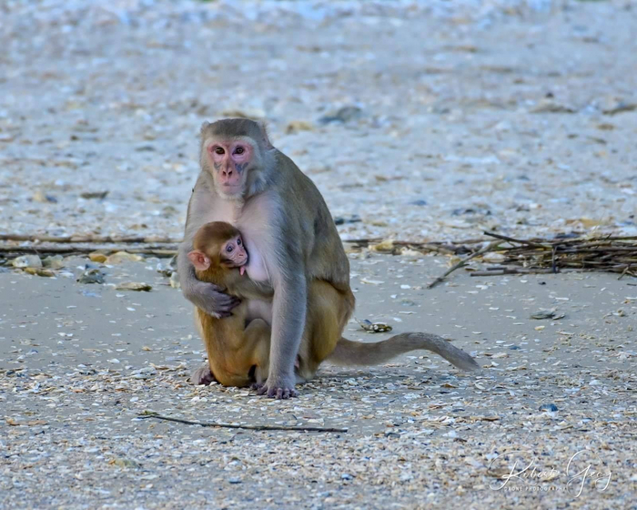 Сфотографировать приматов можно лишь тогда, когда они выходят на берег острова. Приближаться к ним нельзя, но никто не запрещает приблизить зум камеры.