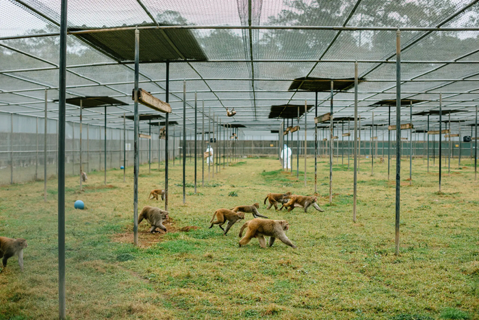 Это лаборатория в Тулейне (США) — один из семи национальных исследовательских центров приматов. Когда обезьяны не проходят исследований, они живут колониями с доступом к природе.